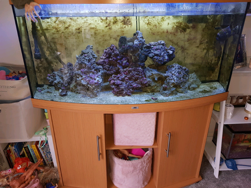 rectal diazepam for dogs